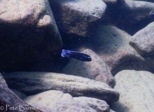 Pseudotropheus johannii 'Border'